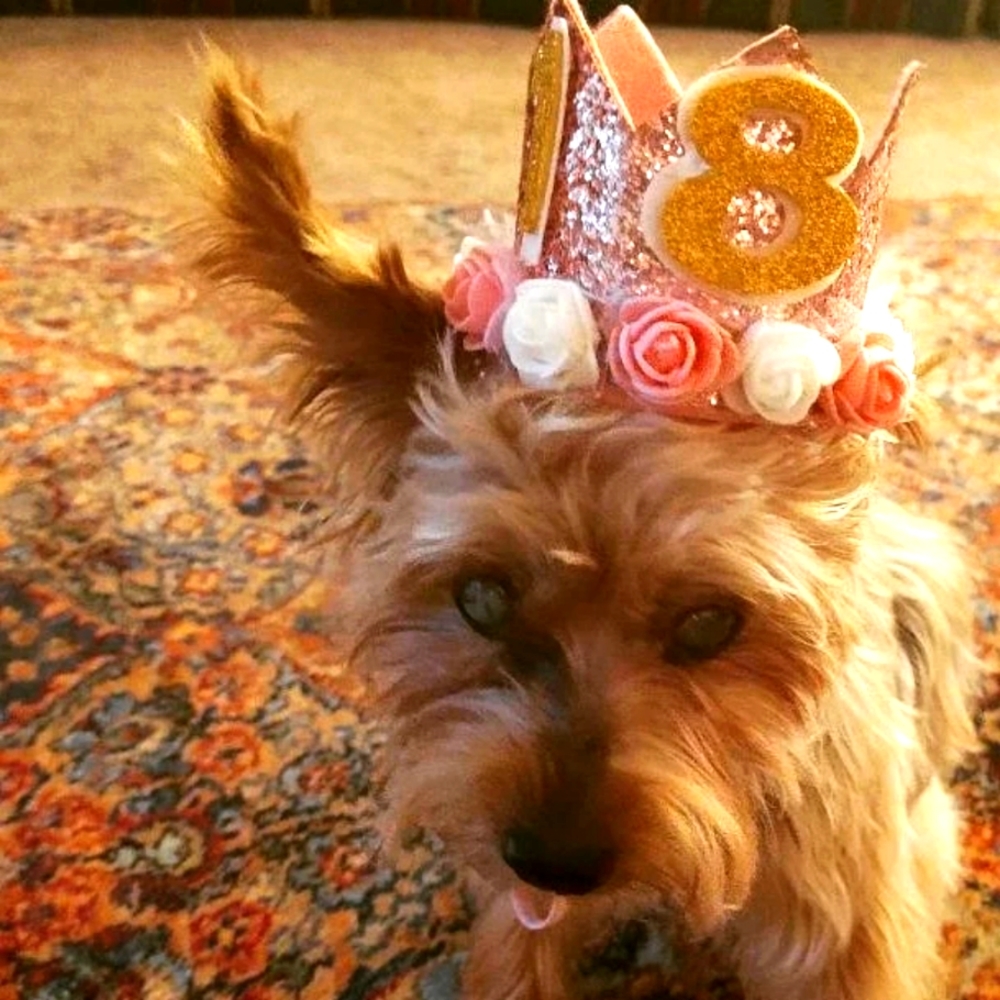 Harlee's Birthday Tribute 8/3/2002           🥳🎁🐾❤️🙏😪